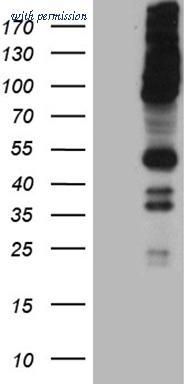 OriGene CF811460 image 1