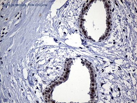 OriGene CF811464 image 1