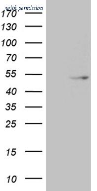 OriGene CF811494 image 1