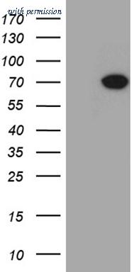 OriGene CF811495 image 1