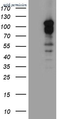 OriGene CF811499 image 1