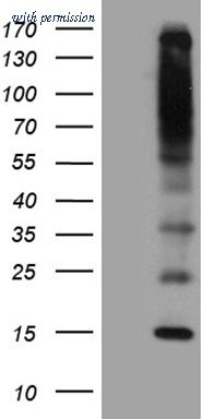 OriGene CF811506 image 1