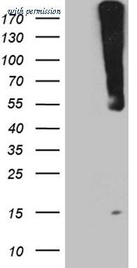 OriGene CF811509 image 1
