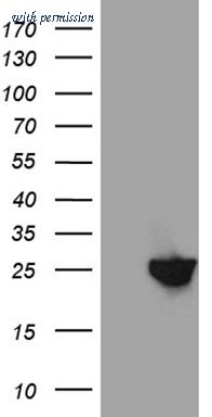 OriGene CF811514 image 1