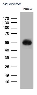 OriGene CF811519 image 1