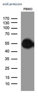 OriGene CF811540 image 1