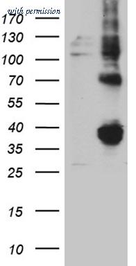 OriGene CF811544 image 1