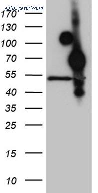 OriGene CF811549 image 1