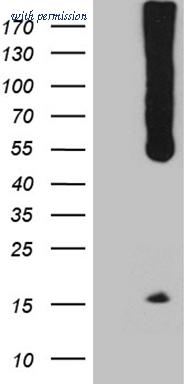 OriGene CF811578 image 1