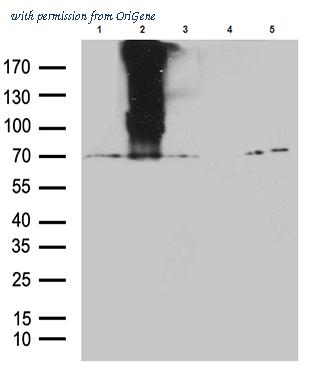 OriGene CF811614 image 1