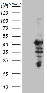 OriGene CF811621 image 1