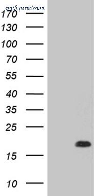 OriGene CF811626 image 1