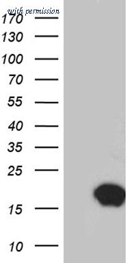 OriGene CF811629 image 1