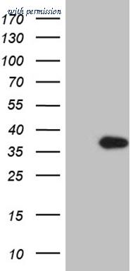 OriGene CF811644 image 1
