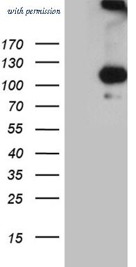 OriGene CF811648 image 1
