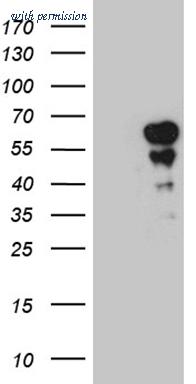 OriGene CF811661 image 1