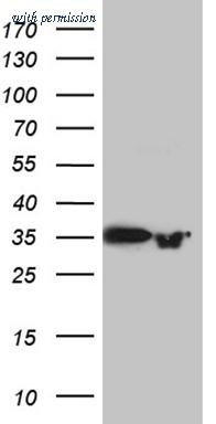 OriGene CF811662 image 1