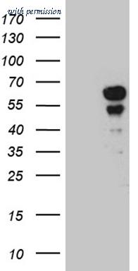 OriGene CF811671 image 1