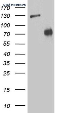 OriGene CF811673 image 1