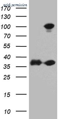 OriGene CF811675 image 1