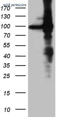 OriGene CF811676 image 1