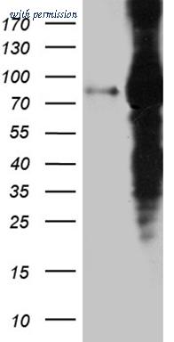 OriGene CF811677 image 1