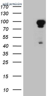 OriGene CF811678 image 1