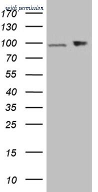 OriGene CF811700 image 1