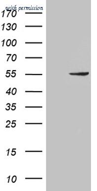 OriGene CF811702 image 1