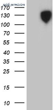 OriGene CF811709 image 1