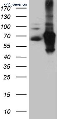 OriGene CF811713 image 1