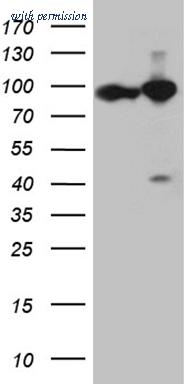 OriGene CF811717 image 1