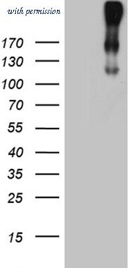 OriGene CF811726 image 1