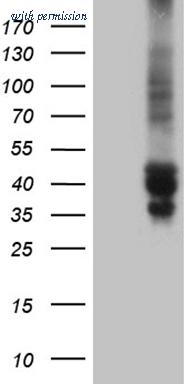 OriGene CF811733 image 1
