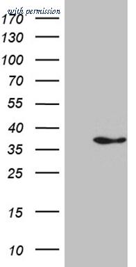 OriGene CF811734 image 1