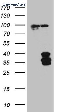OriGene CF811737 image 1