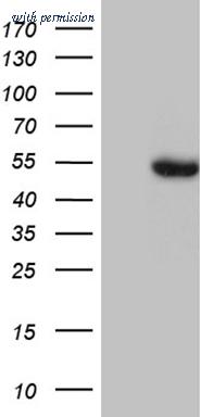 OriGene CF811738 image 1