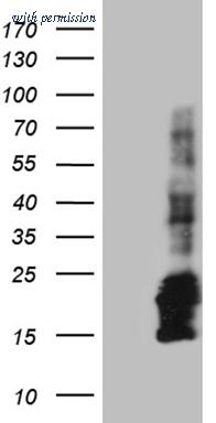 OriGene CF811798 image 1