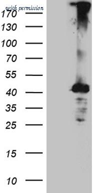 OriGene CF811799 image 1