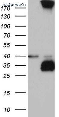 OriGene CF811801 image 1