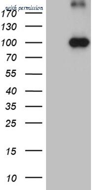 OriGene CF811816 image 1