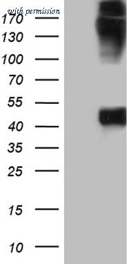 OriGene CF811820 image 1