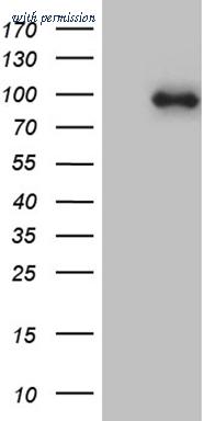 OriGene CF811821 image 1