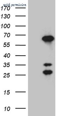 OriGene CF811824 image 1