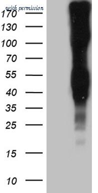 OriGene CF811828 image 1