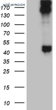 OriGene CF811831 image 1