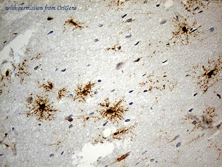 OriGene CF811834 image 1