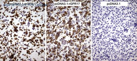 OriGene CF811835 image 1