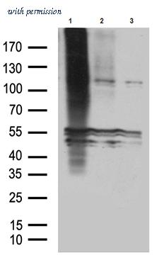 OriGene CF811836 image 1