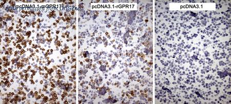 OriGene CF811837 image 1